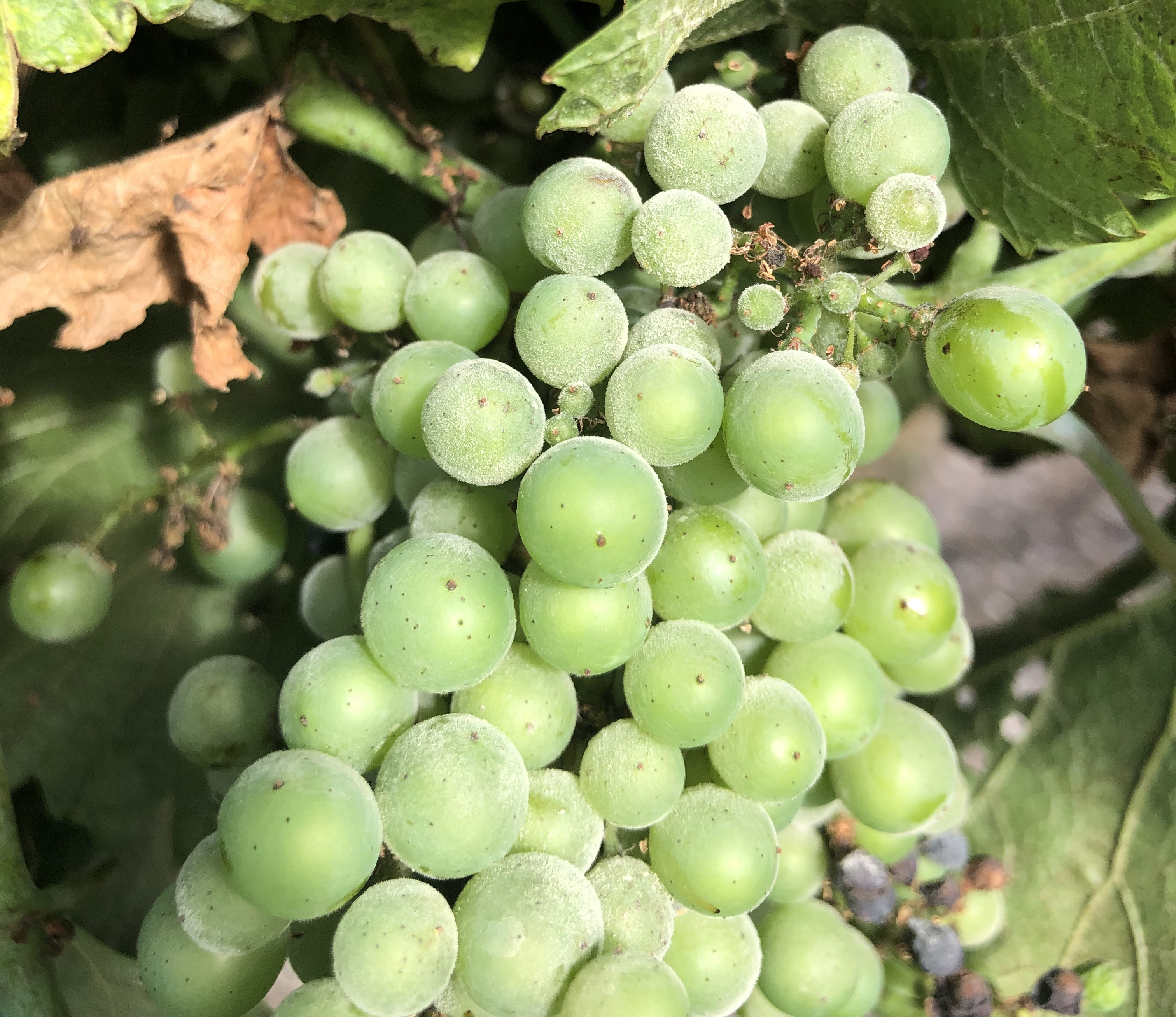 Powdery mildew on cluster